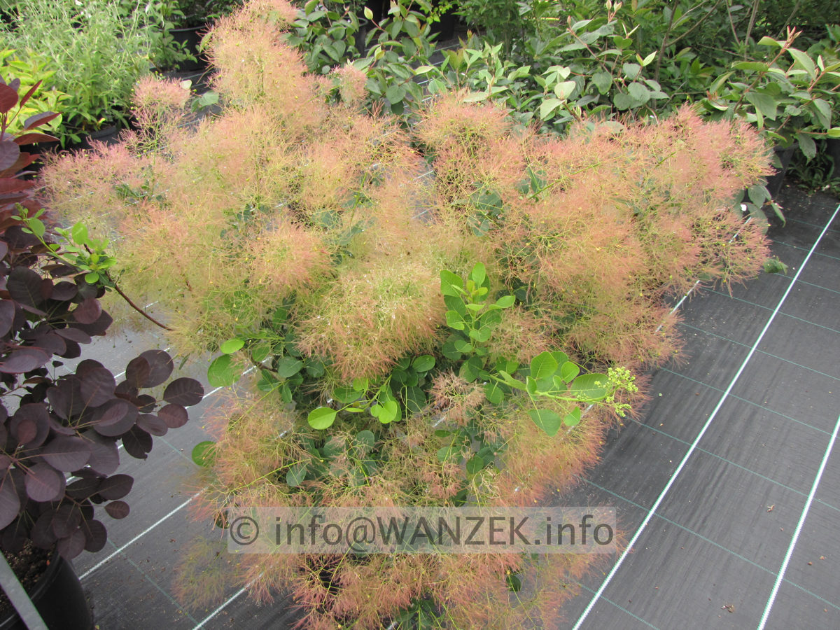 Cotinus coggygria Young Lady - bluehend.JPG